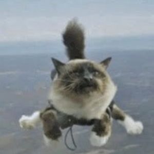 I thought I saw a puddy cat